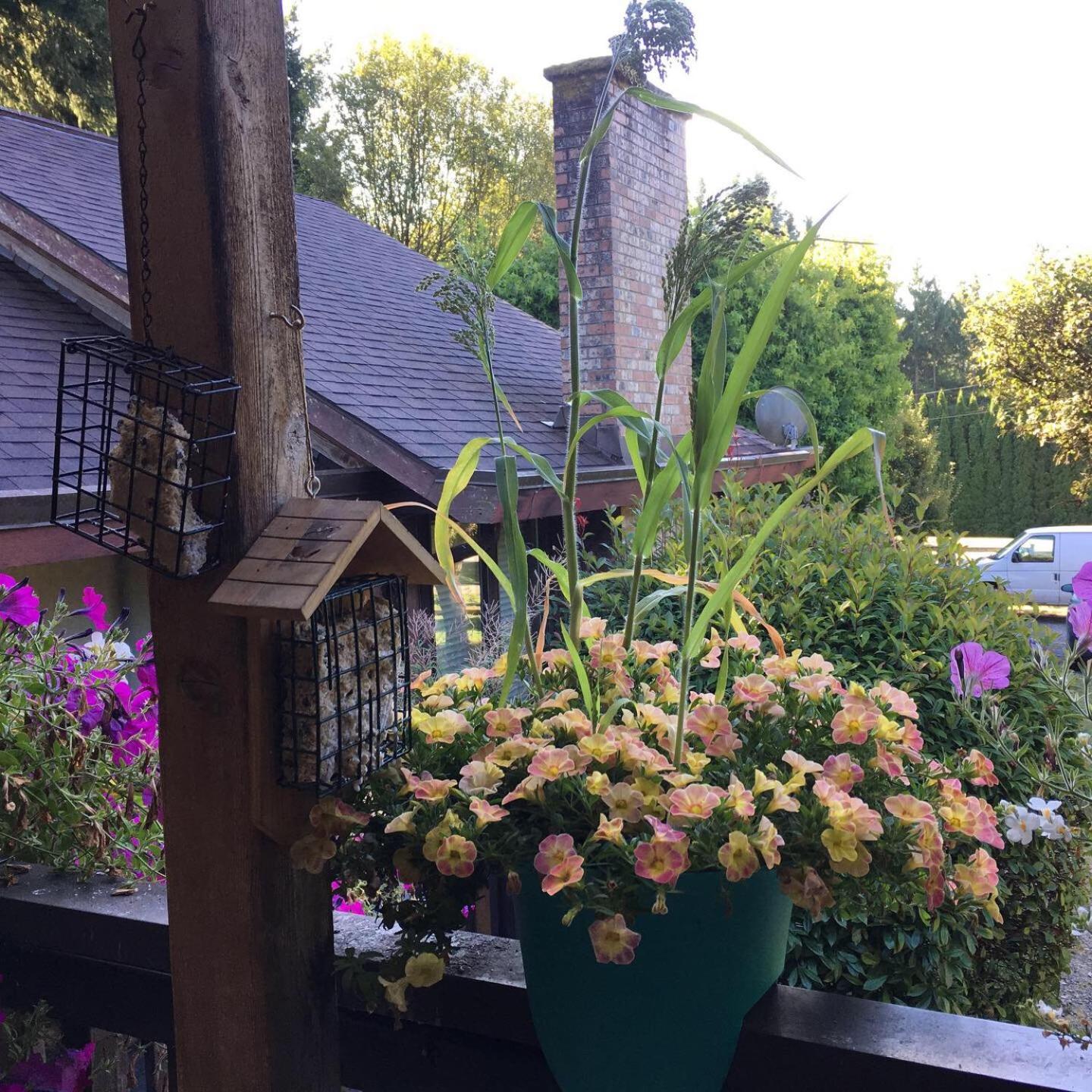 فيلا Coles Bay Vacation Retreat North Saanich المظهر الخارجي الصورة